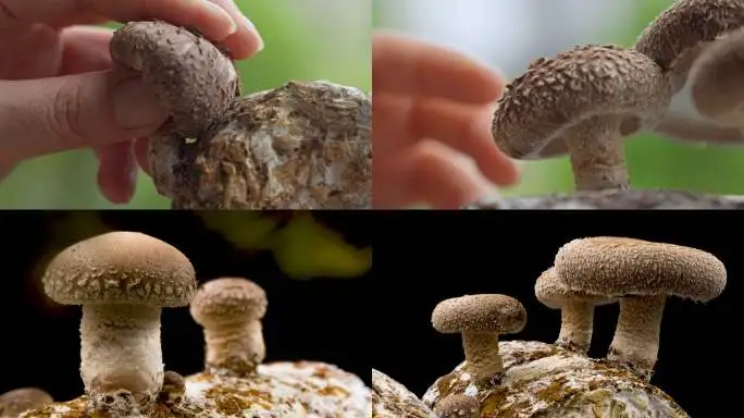 蘑菇影视免费观看官网|老司机都在用的看片入口推